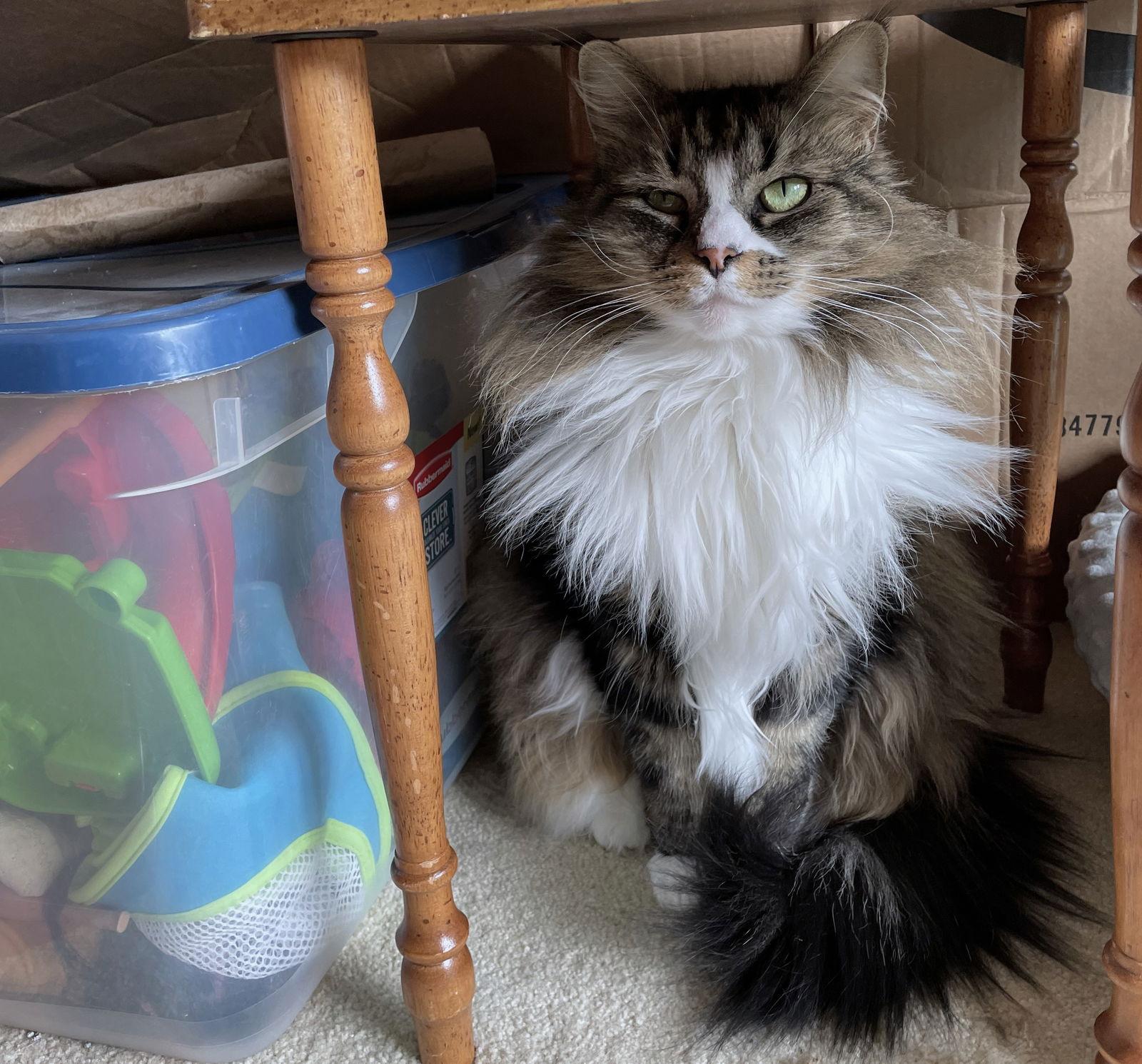 Miss Cinnamon, a Adoptable mixed breed in Springfield, OR image 1/3