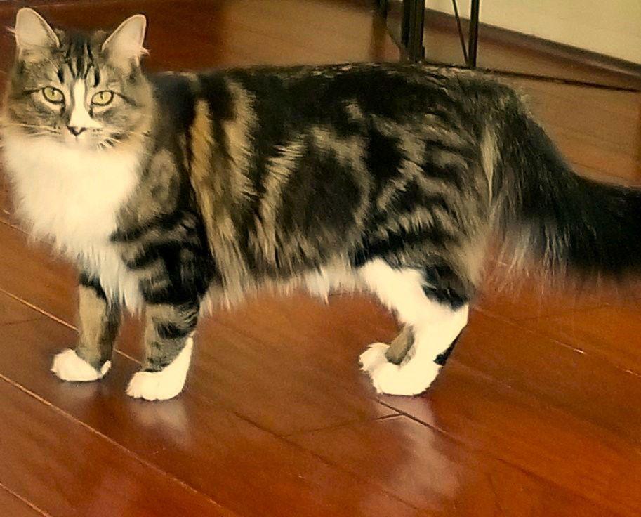 Miss Cinnamon, a Adoptable mixed breed in Springfield, OR image 3/3