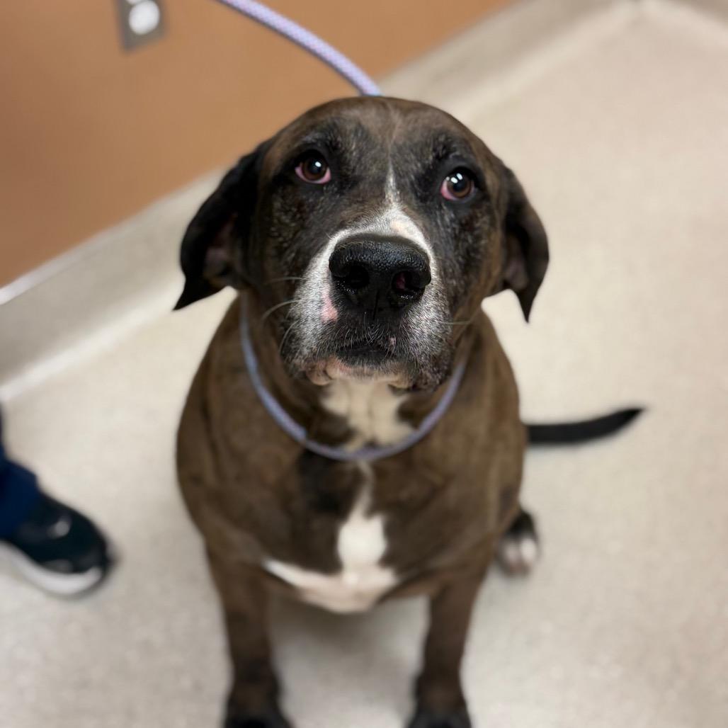 Enlarge Fred, a Adoptable mixed breed in Reno, NV image 1/5