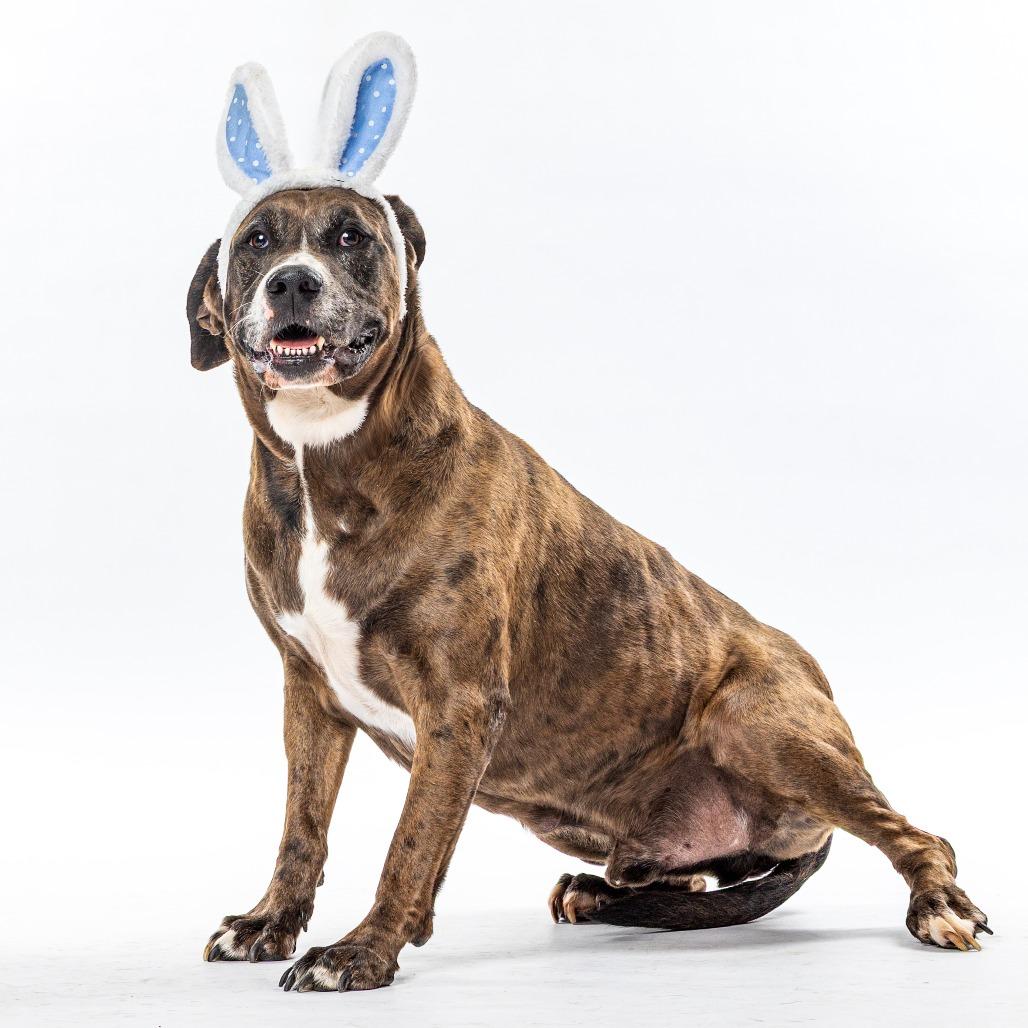 Enlarge Fred, a Adoptable mixed breed in Reno, NV image 5/5