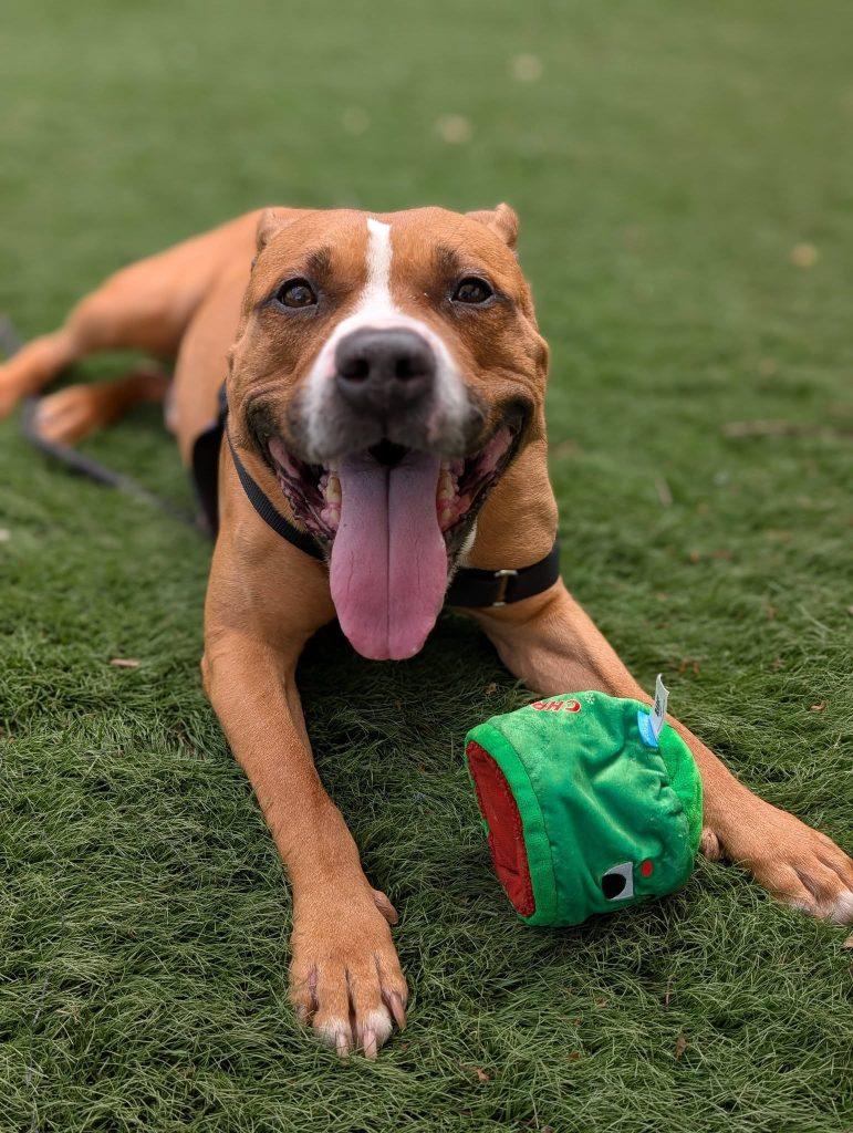 Jeremy, Adopted, Senior Male Mixed Breed.