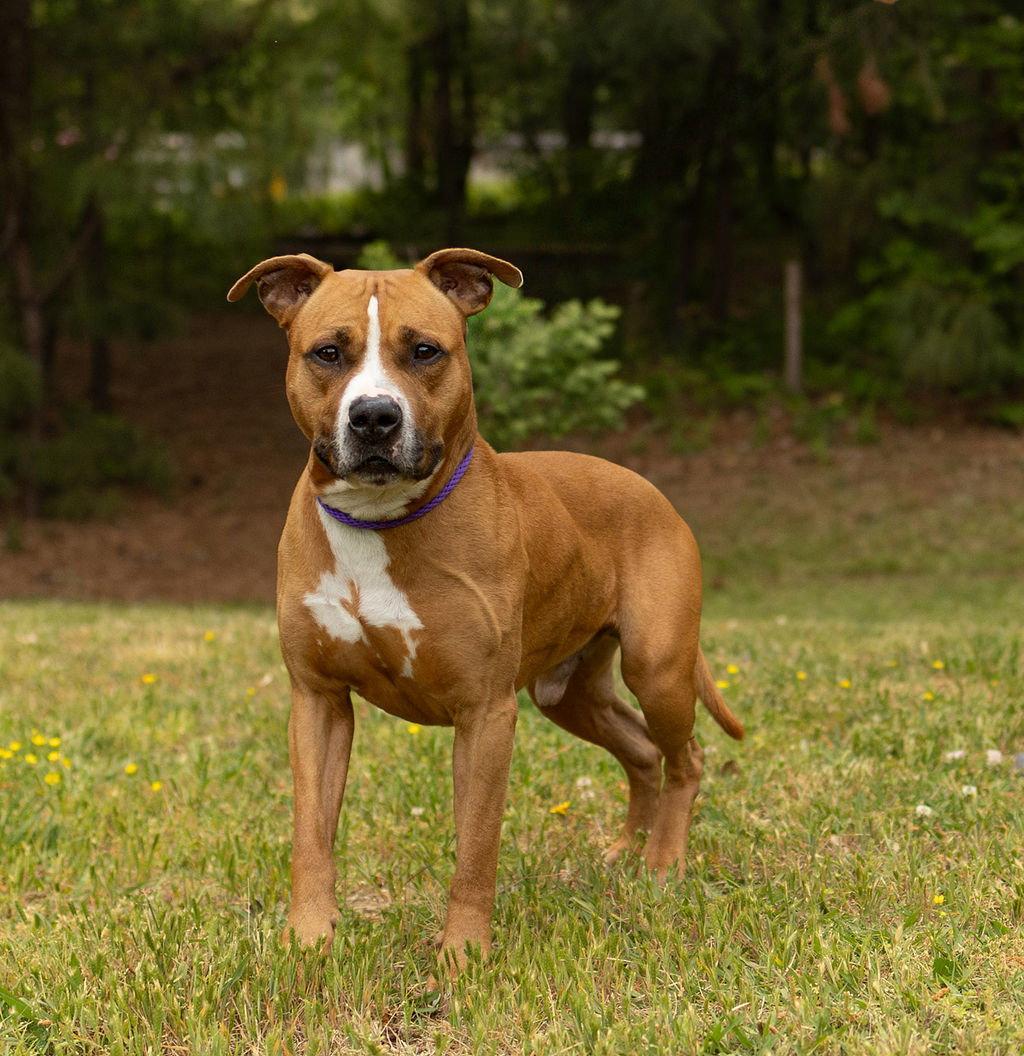 Jeremy, a Adopted Mixed Breed in Durham, NC image 2/3