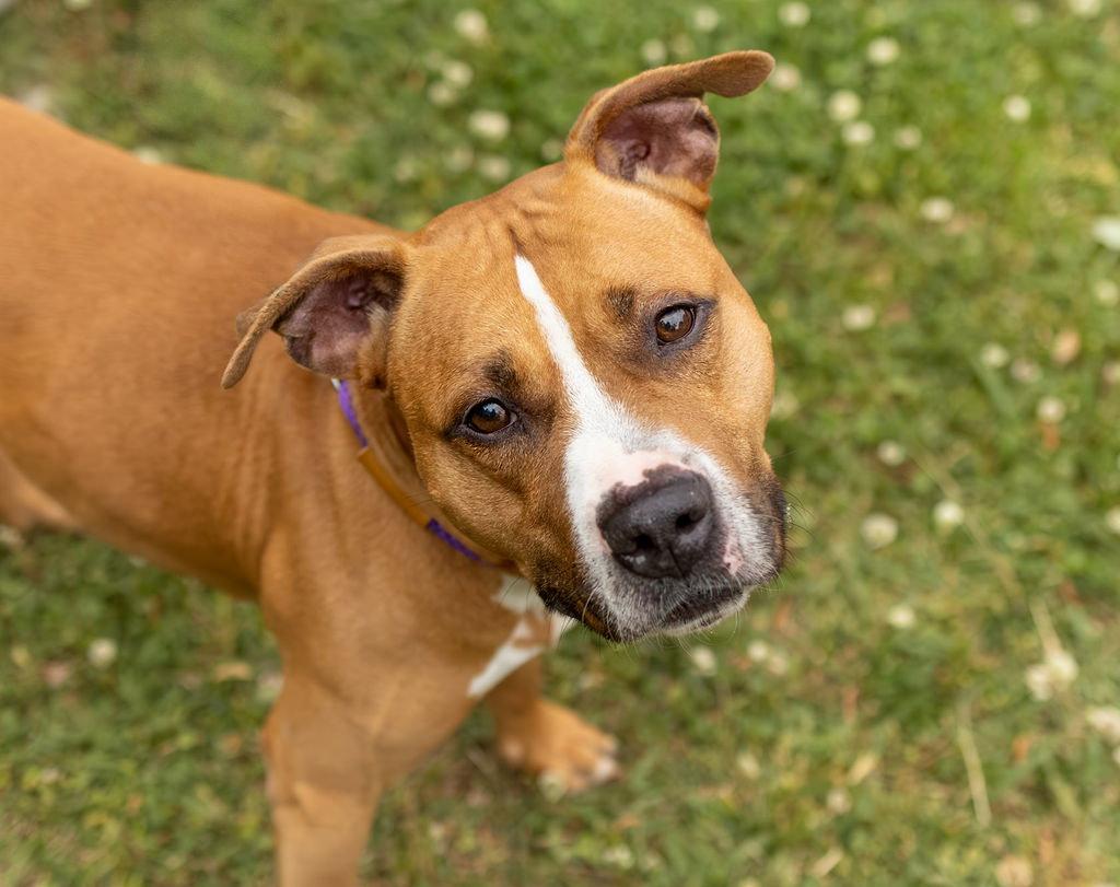 Jeremy, a Adopted Mixed Breed in Durham, NC image 3/3