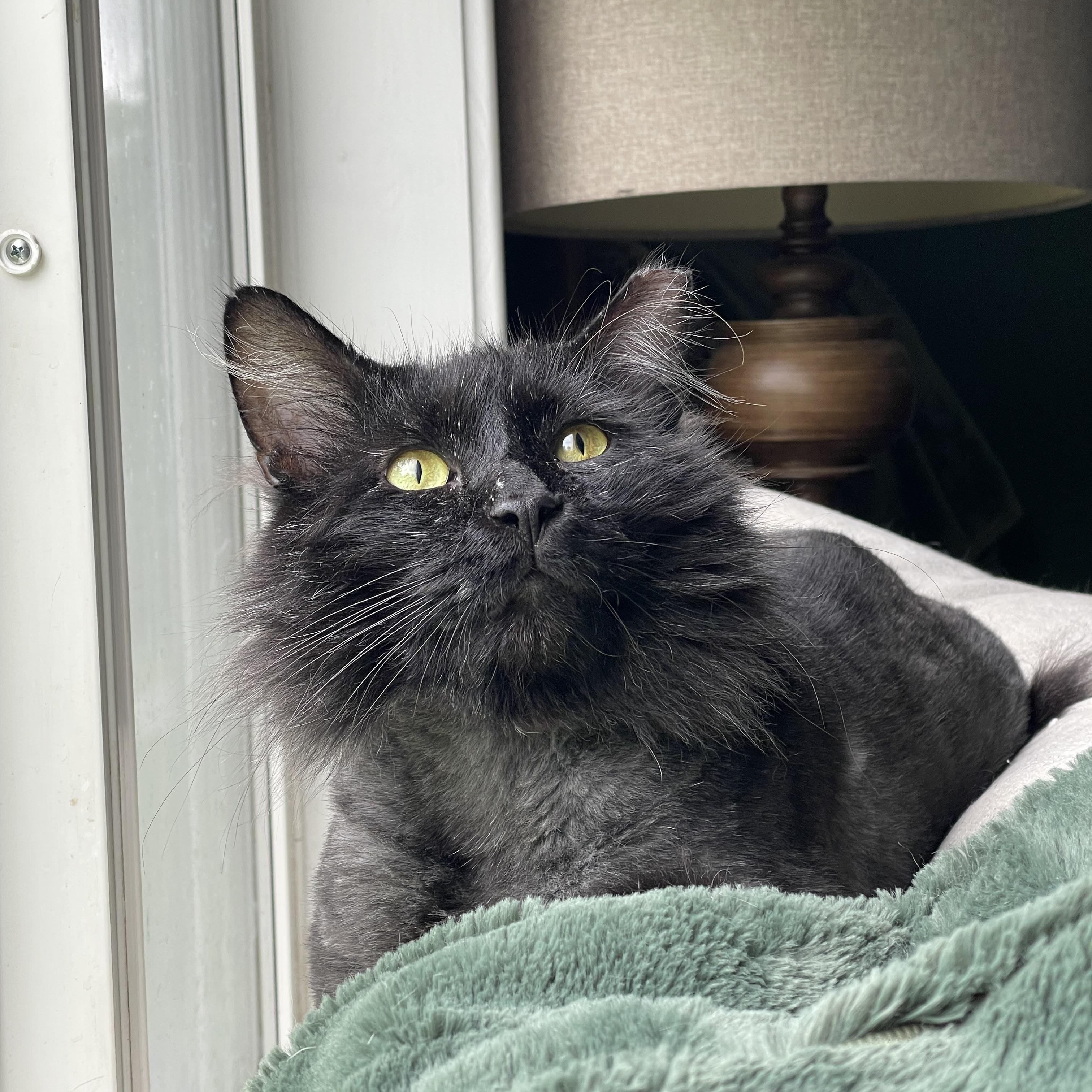 Squidbilly, a Adoptable Domestic Long Hair in Bethel, OH image 3/5