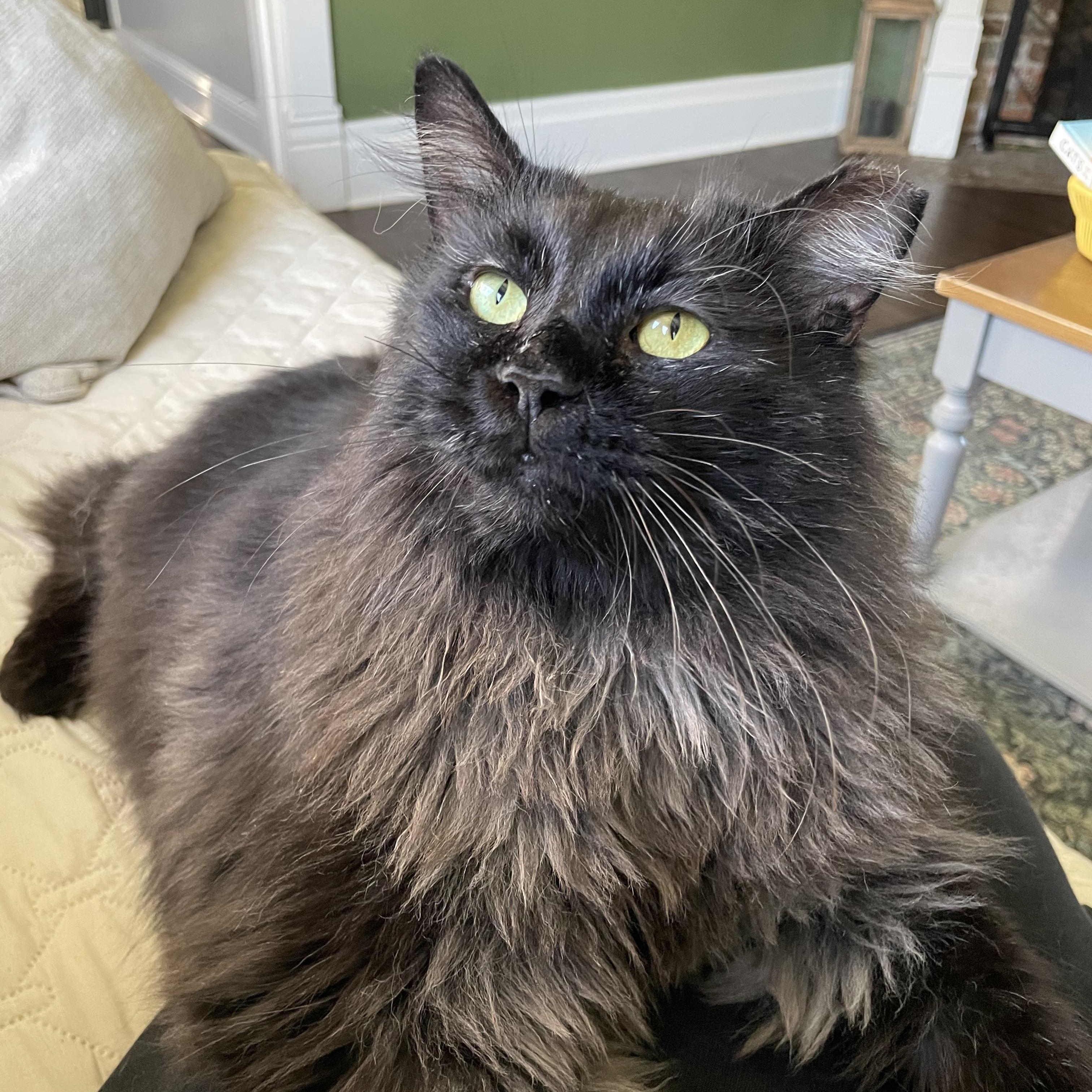 Squidbilly, Adoptable, Adult Male Domestic Long Hair.