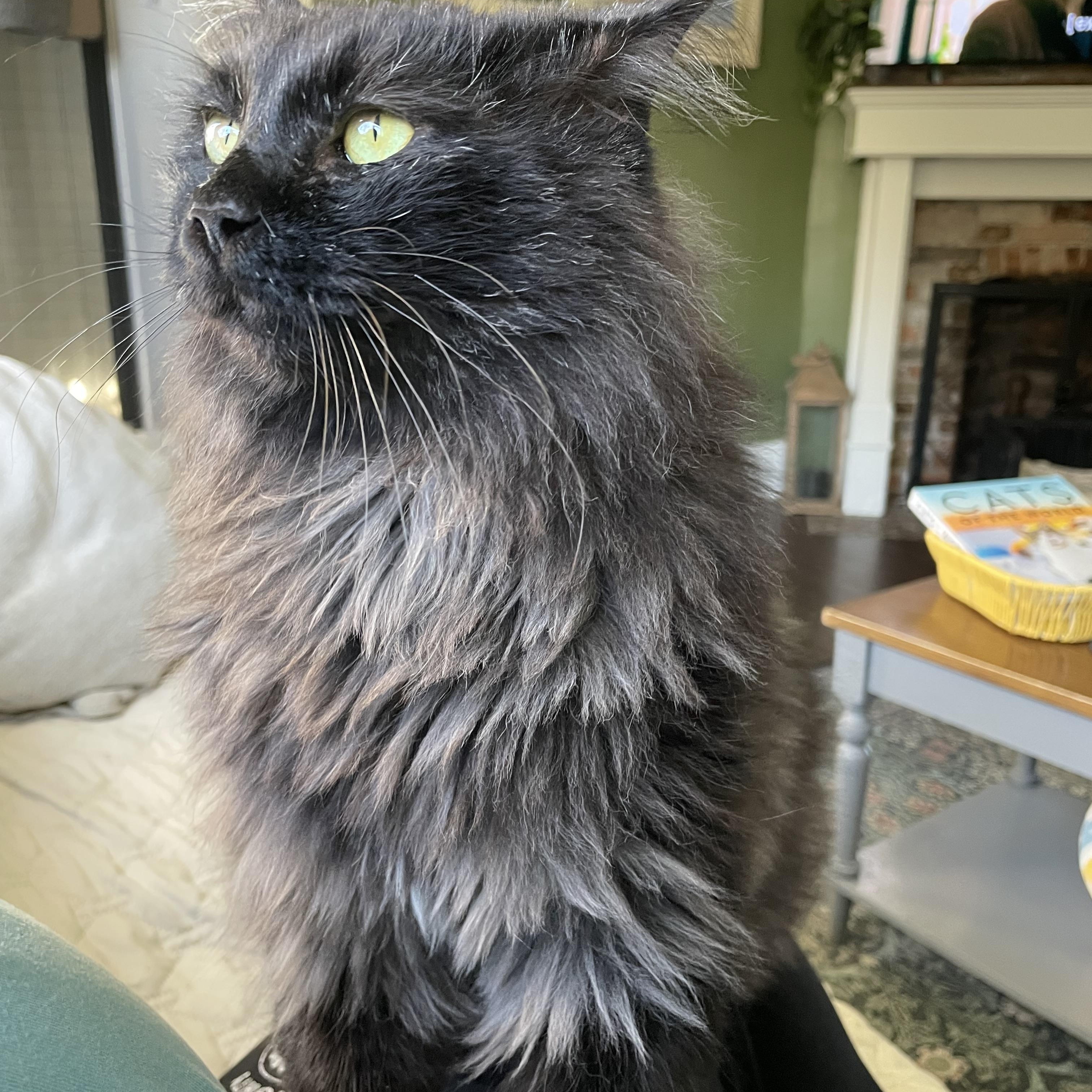 Squidbilly, a Adoptable Domestic Long Hair in Bethel, OH image 2/5