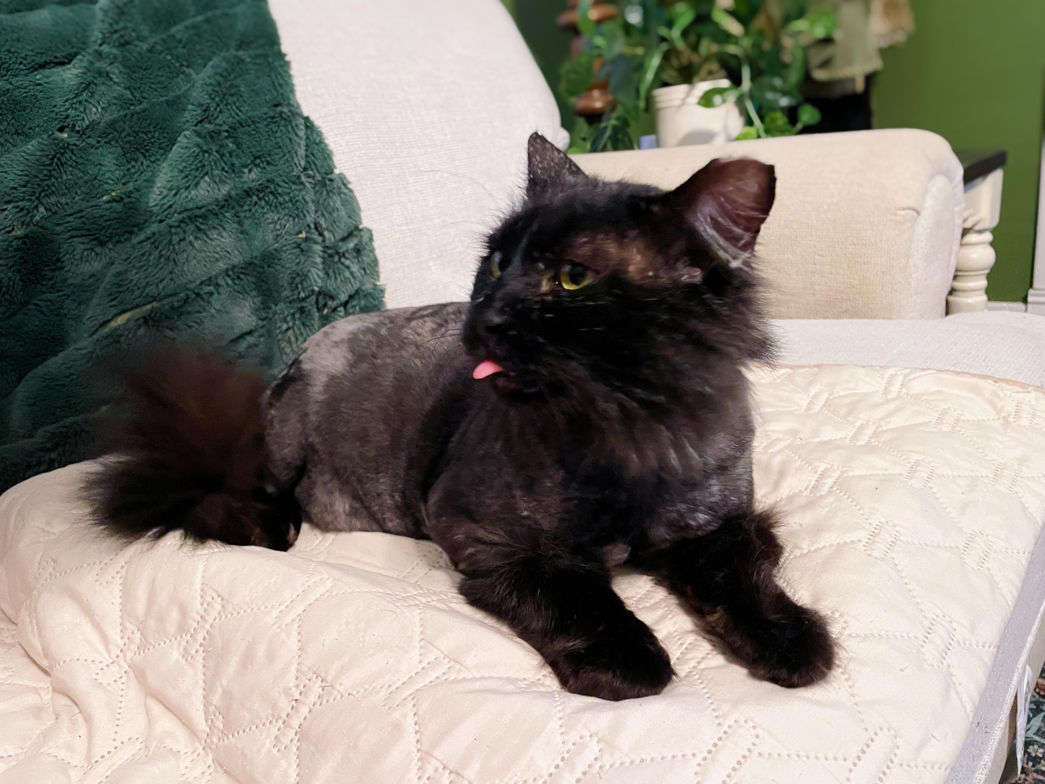 Squidbilly, a Adoptable Domestic Long Hair in Bethel, OH image 4/5