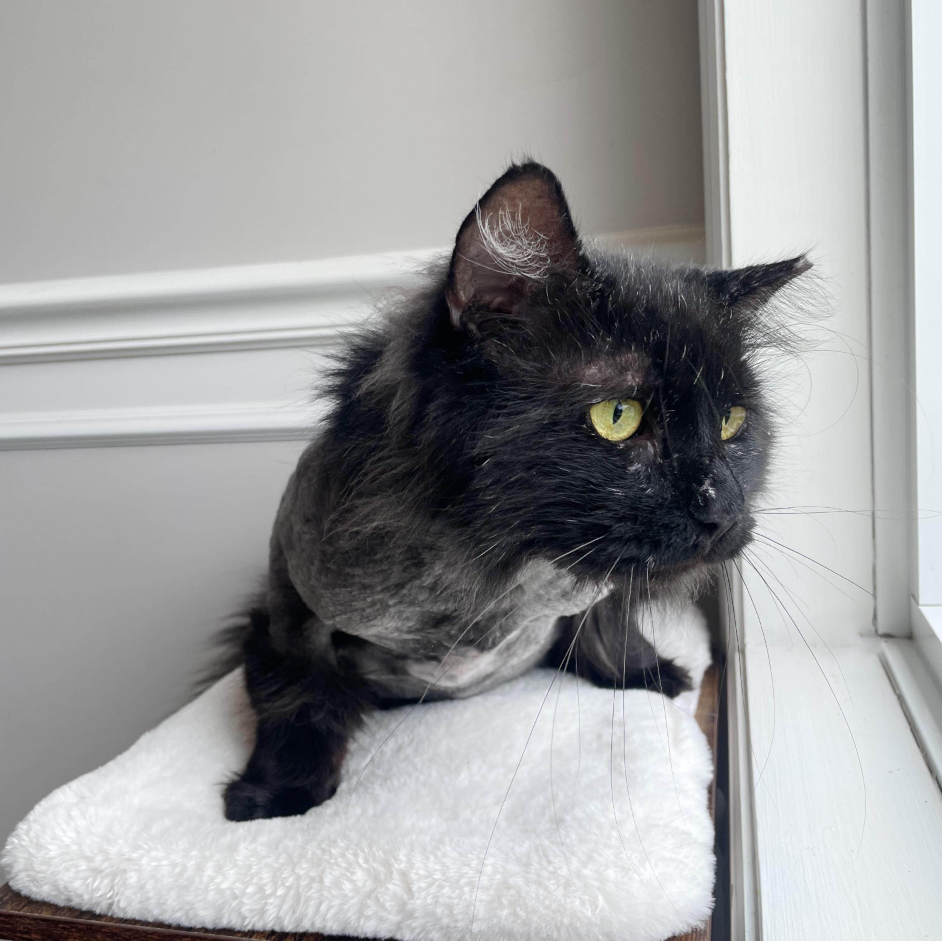 Squidbilly, a Adoptable Domestic Long Hair in Bethel, OH image 5/5