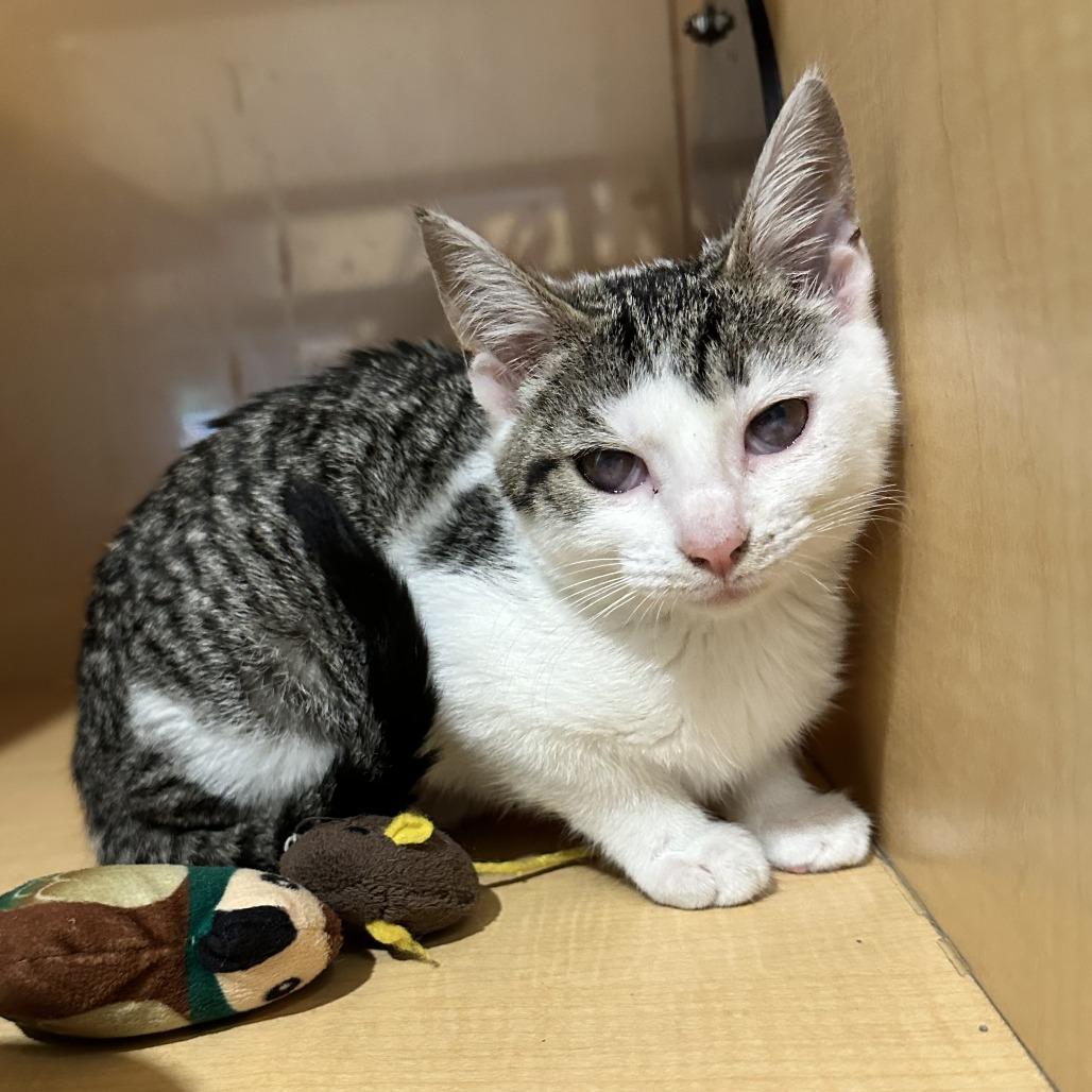 Fairy Godmother, Adoptable, Kitten Female Domestic Short Hair.