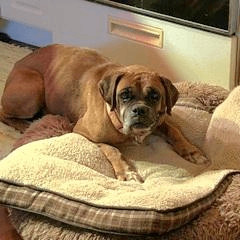 Cam, an adoptable Boxer in Tallahassee, FL, 32317 | Photo Image 2