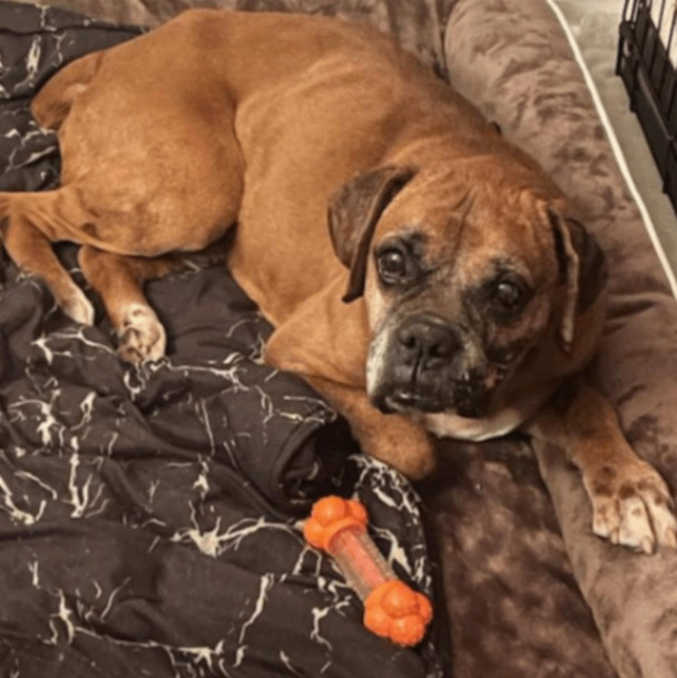 Cam, a Adoptable Boxer in Tallahassee, FL image 3/4