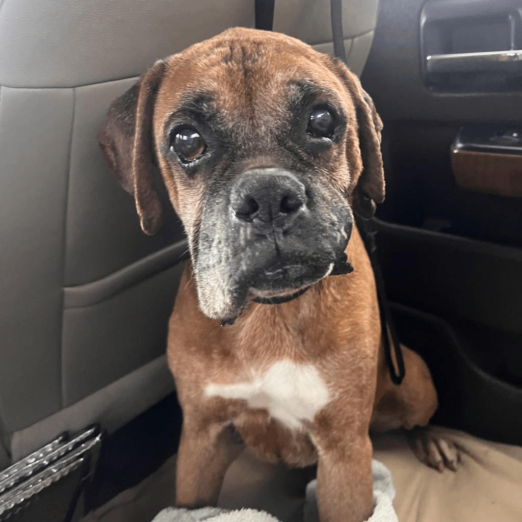 Cam, a Adoptable Boxer in Tallahassee, FL image 1/4