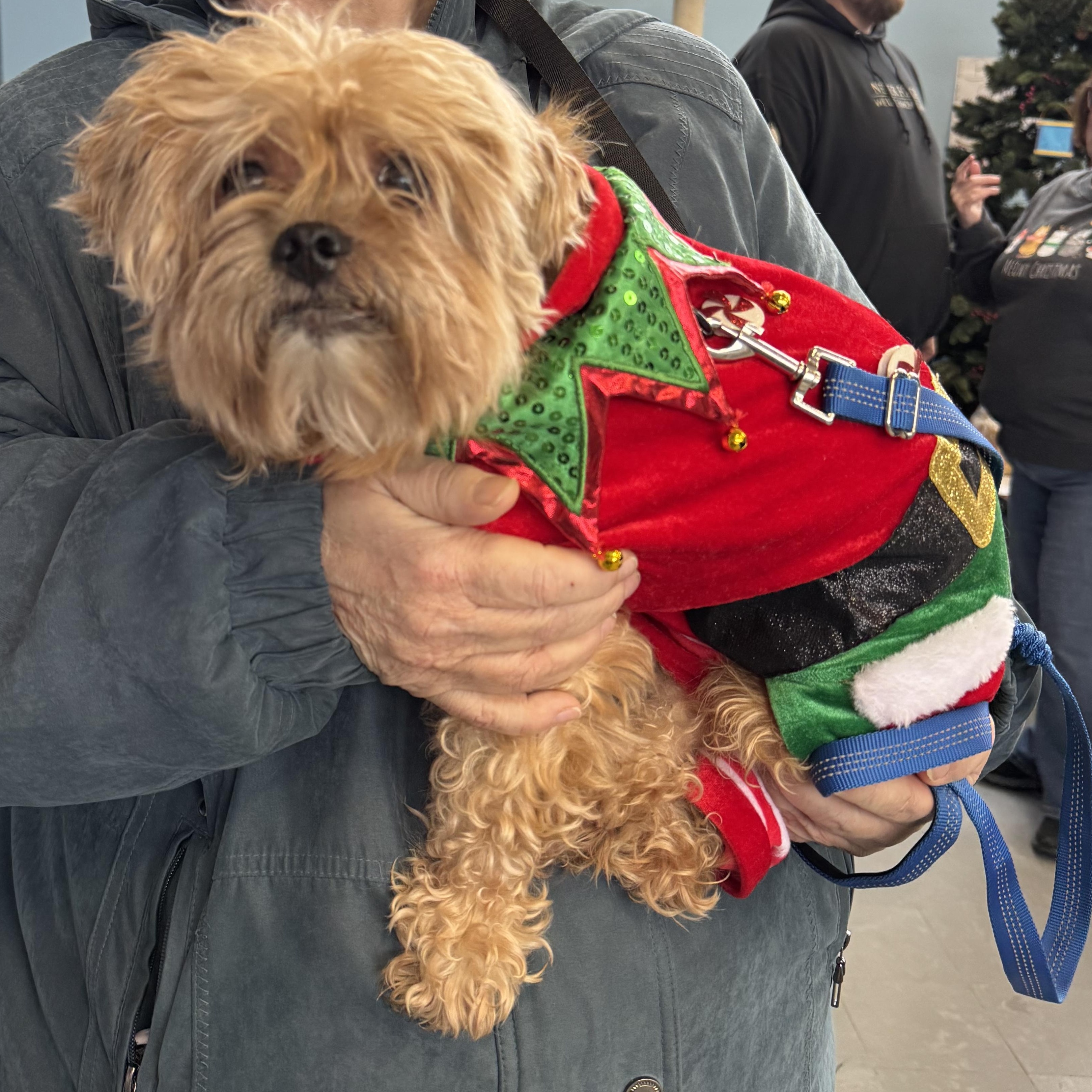 Maxwell, a ADOPTABLE Yorkshire Terrier in Fulton, NY image 2/4