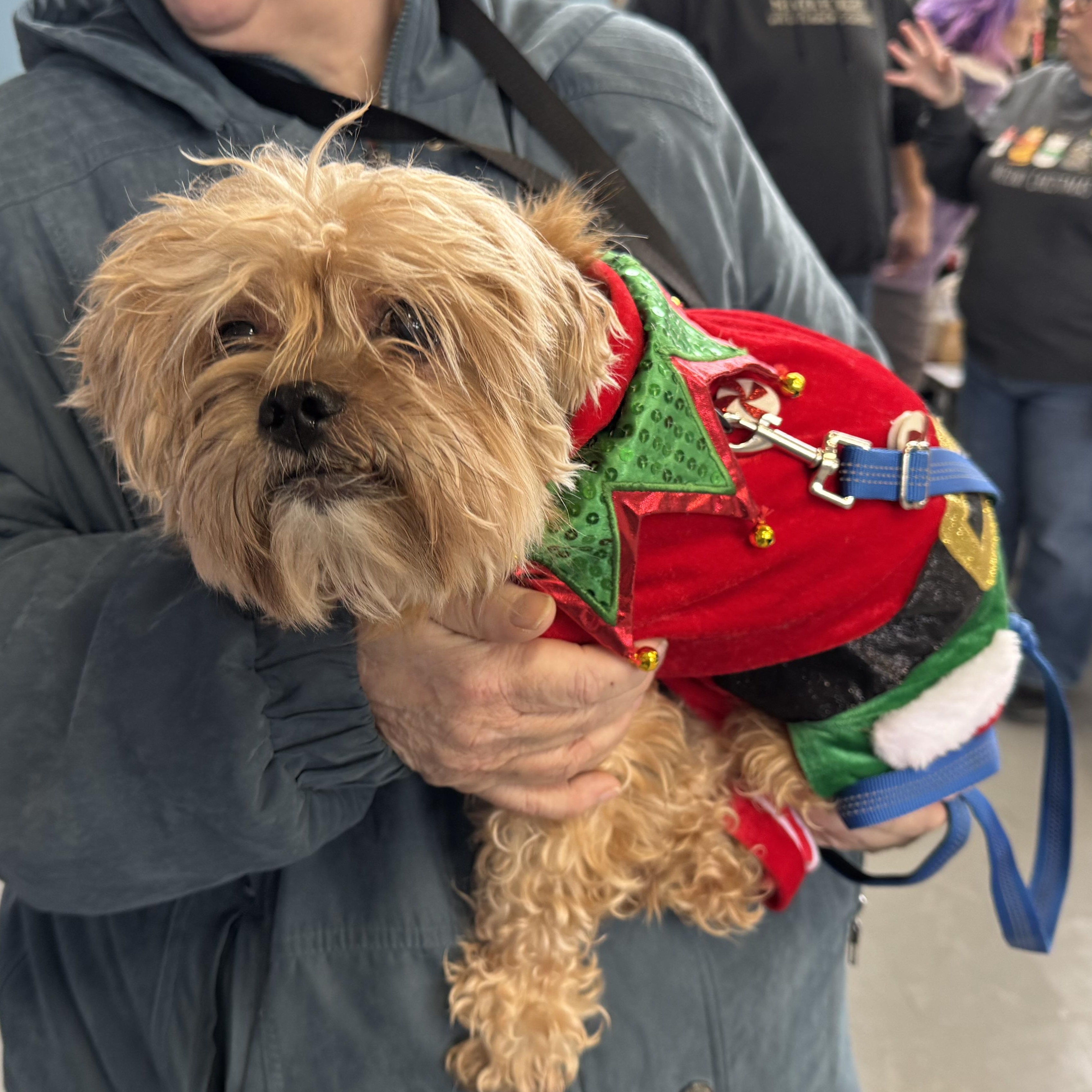 Maxwell, a ADOPTABLE Yorkshire Terrier in Fulton, NY image 4/4