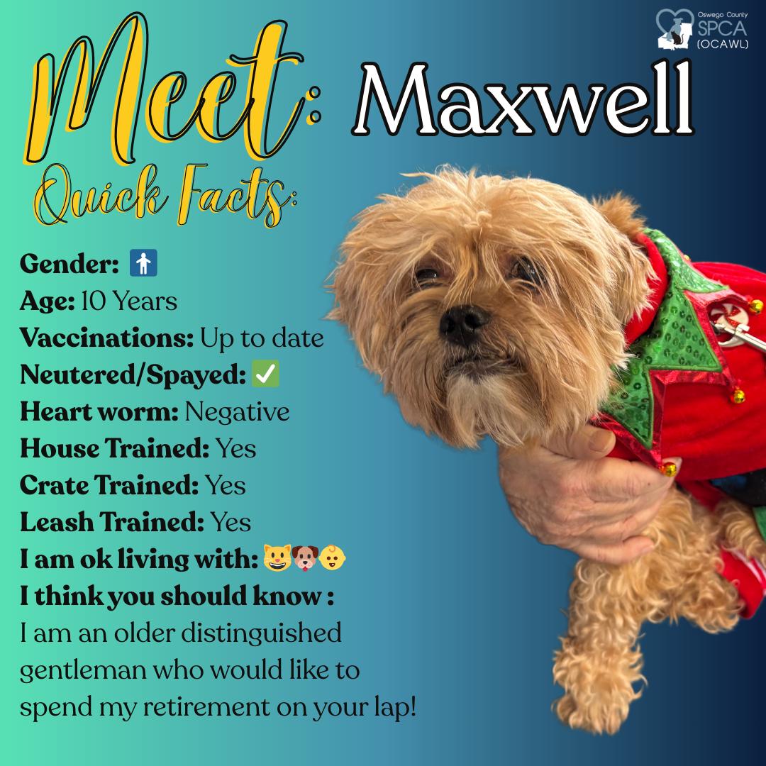 Maxwell, ADOPTABLE, Senior Male Yorkshire Terrier.