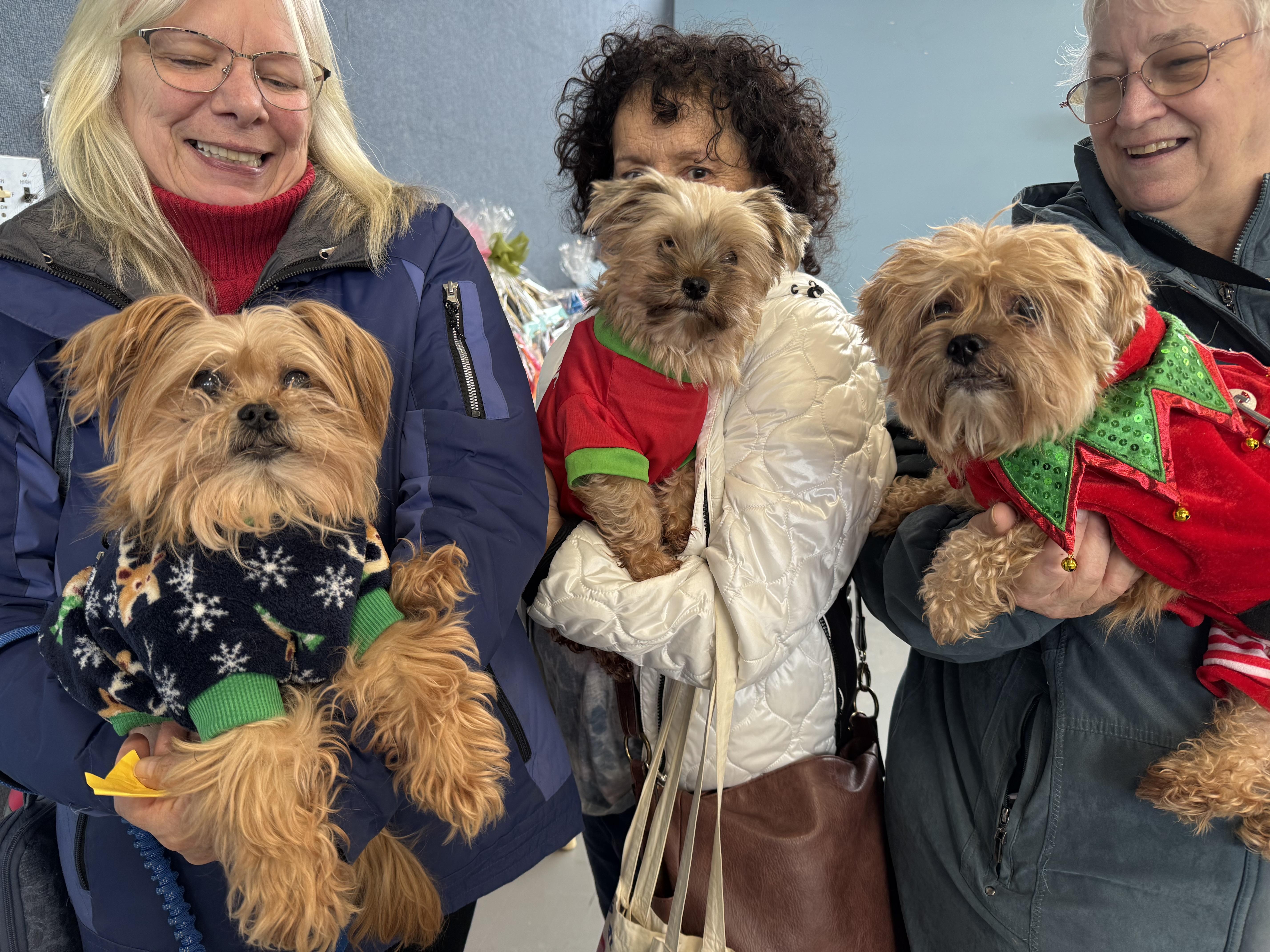 Maxwell, a ADOPTABLE Yorkshire Terrier in Fulton, NY image 3/4