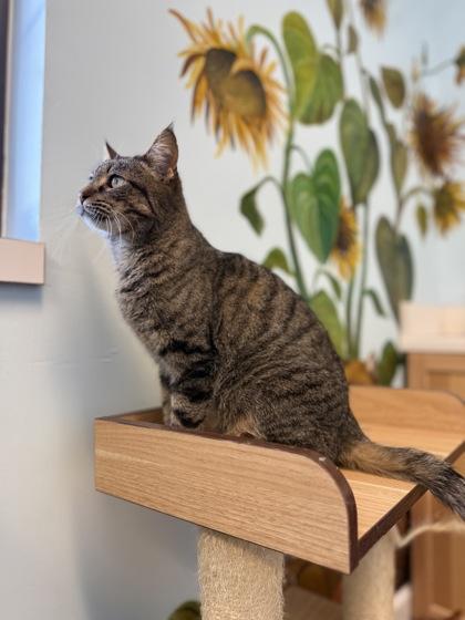 Enlarge Tatertot, a Adoptable mixed breed in Harbor Springs, MI image 1/1