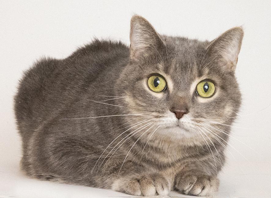 Enlarge Gus, a ADOPTABLE mixed breed in Chicago, IL image 2/3