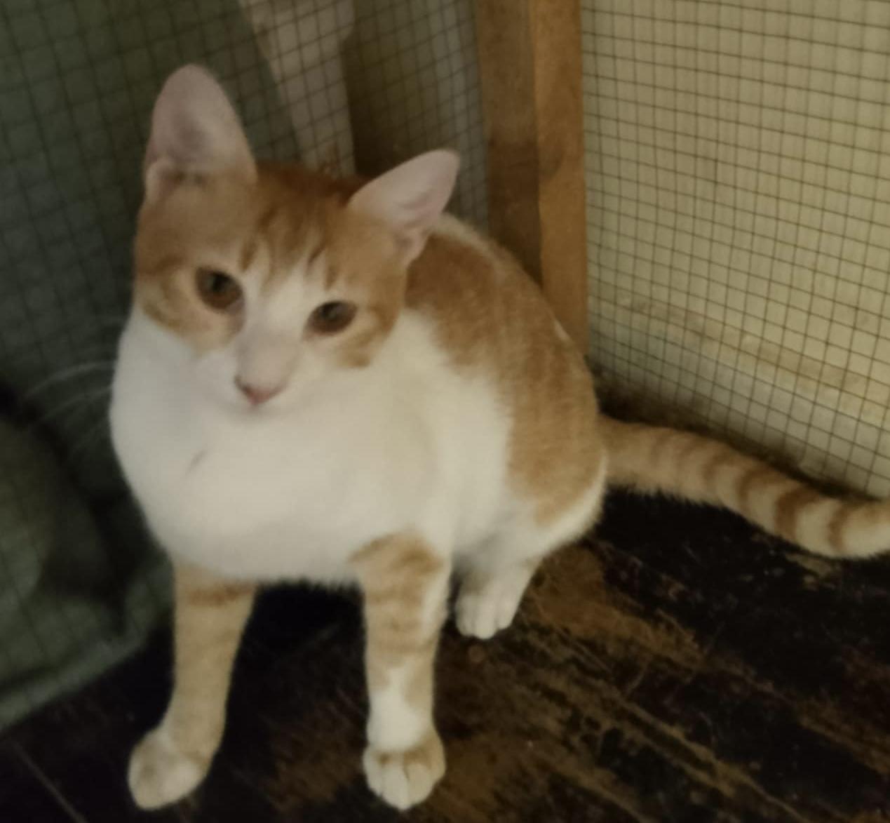 Enlarge Julia 7 months, a Adoptable Domestic Short Hair in Brampton, ON image 1/2