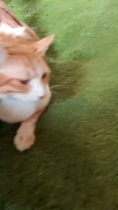 Enlarge Julia 7 months, a Adoptable Domestic Short Hair in Brampton, ON video 2/2