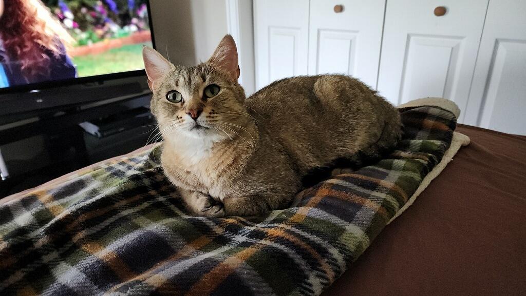 Enlarge Beans, a ADOPTABLE Tabby in Westland, MI image 4/4