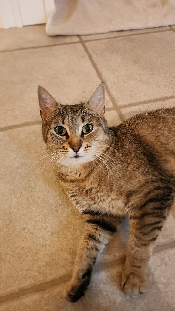 Beans, a ADOPTABLE Tabby in Westland, MI image 2/2