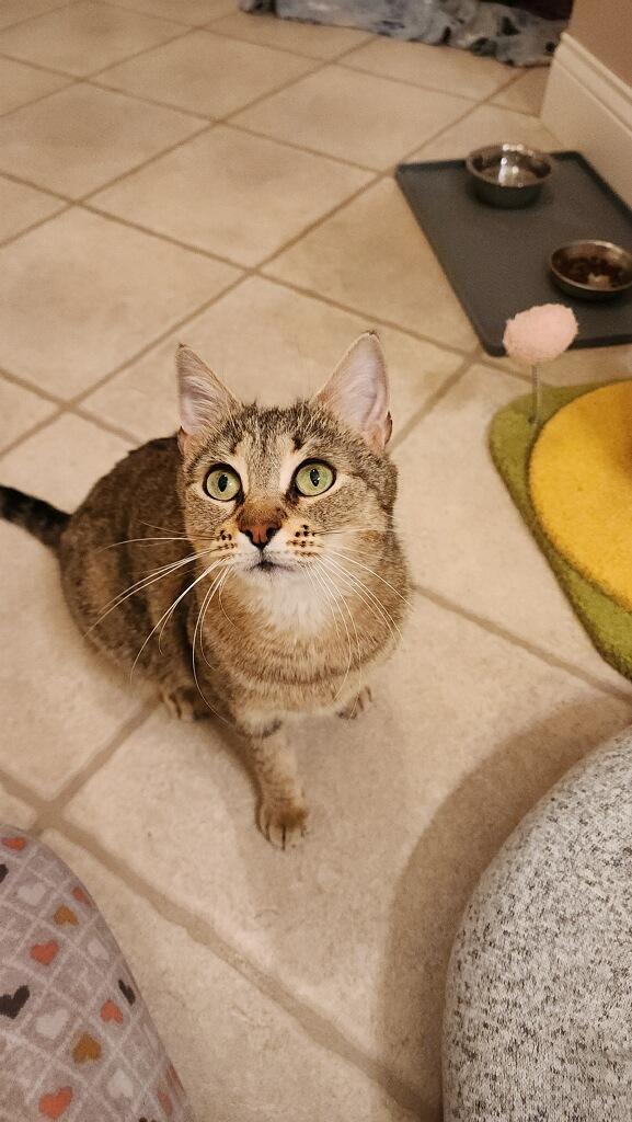 Beans, a ADOPTABLE Tabby in Westland, MI image 1/2