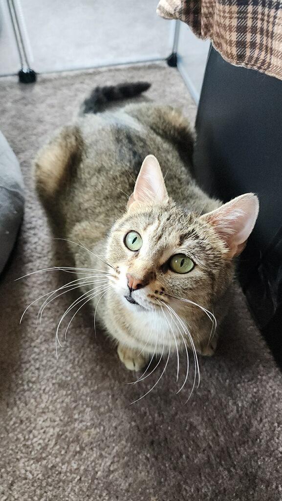 Beans, ADOPTABLE, Adult Female Tabby.