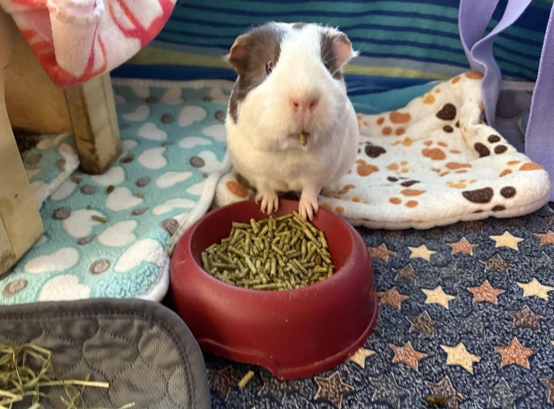 Enlarge Zora & Octavia (Tavi), a ADOPTABLE Guinea Pig in Santa Monica, CA image 5/5