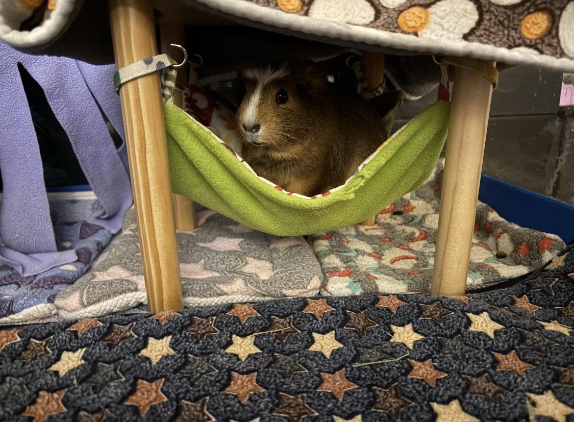 Enlarge Zora & Octavia (Tavi), a ADOPTABLE Guinea Pig in Santa Monica, CA image 4/5