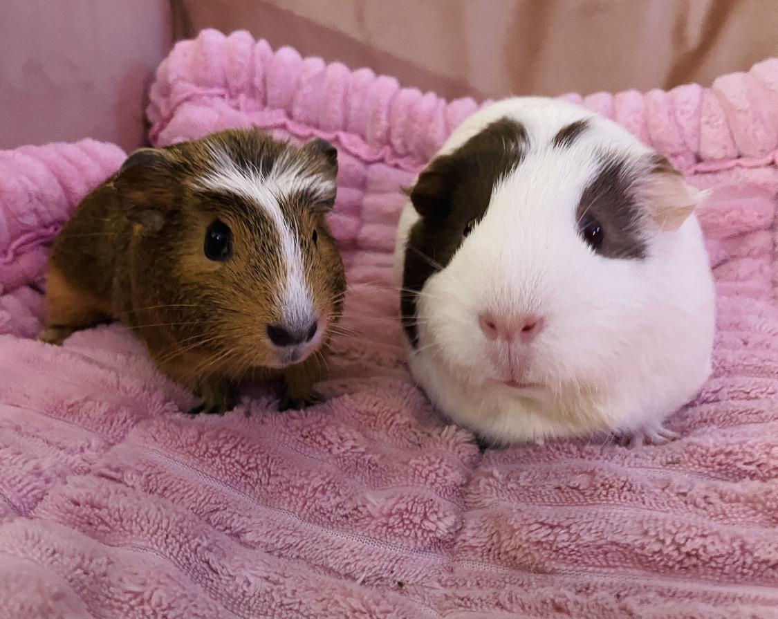 Enlarge Zora & Octavia (Tavi), a ADOPTABLE Guinea Pig in Santa Monica, CA image 2/5