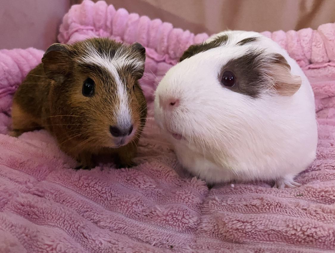 Enlarge Zora & Octavia (Tavi), a ADOPTABLE Guinea Pig in Santa Monica, CA image 3/5