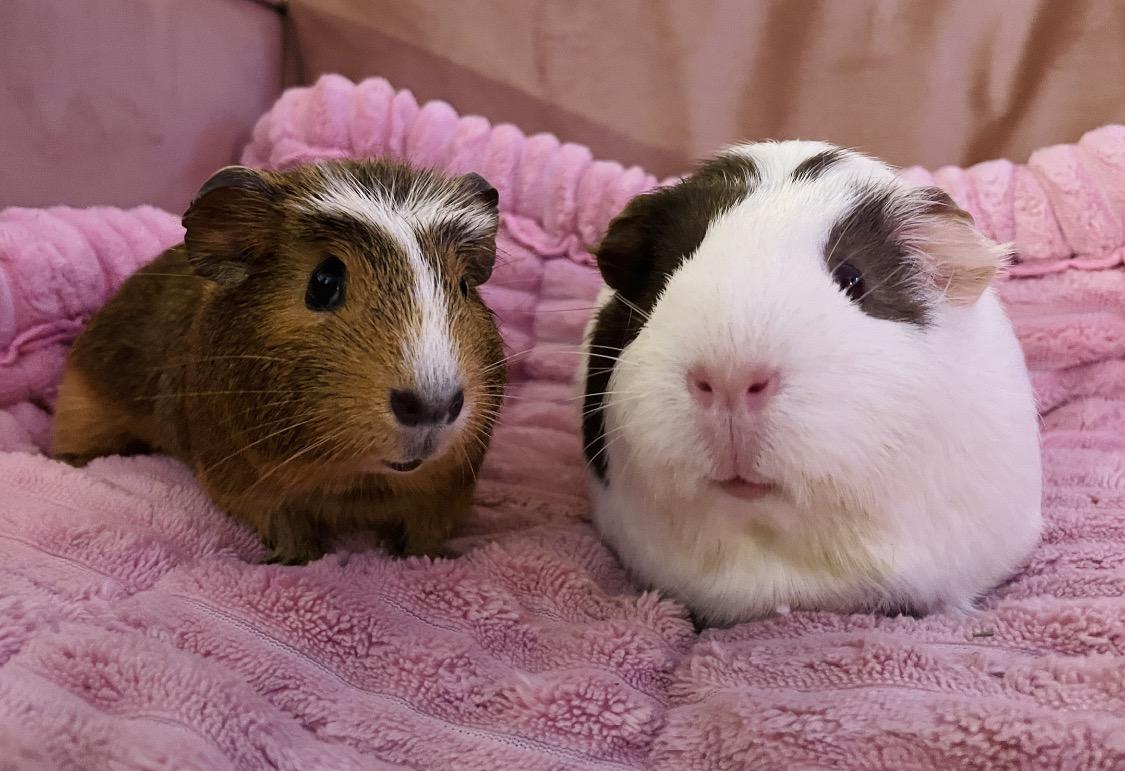 Zora & Octavia (Tavi), ADOPTABLE, Young Female Guinea Pig.