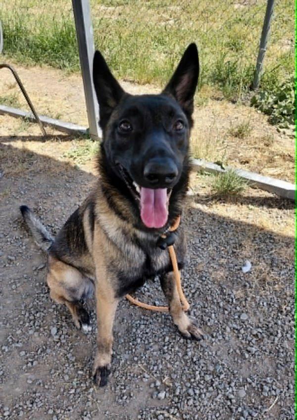 Enlarge Haisley, a Adoptable mixed breed in McMinnville, OR image 1/1