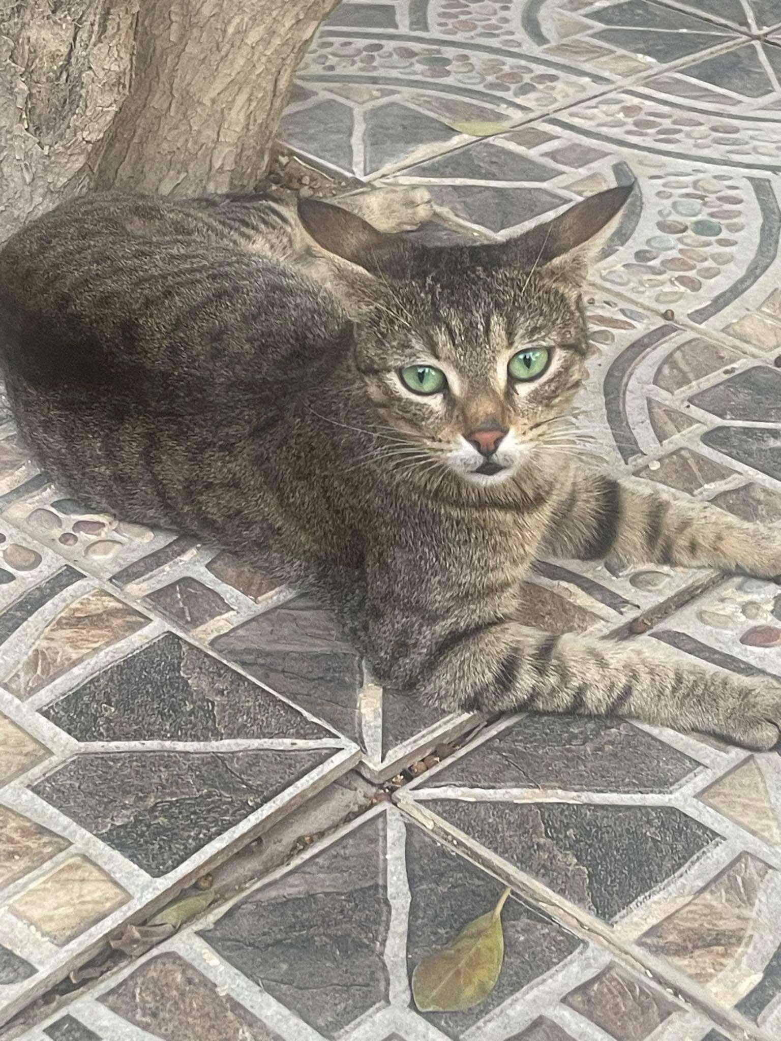 Enlarge Blind kitten and mom Amal's kitties, a Adoptable mixed breed in Brampton, ON image 1/6