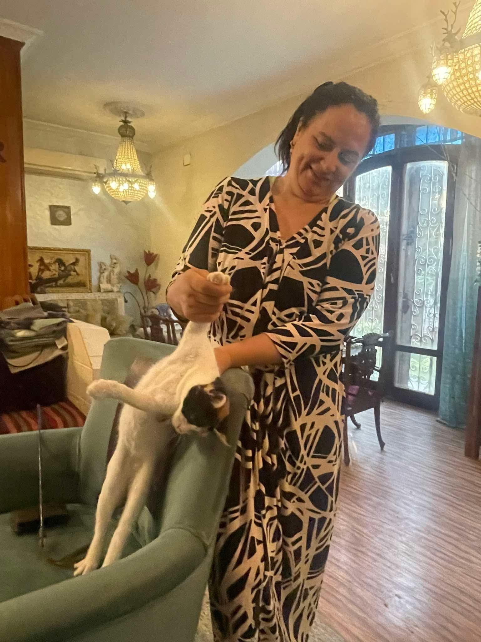 Enlarge Blind kitten and mom Amal's kitties, a Adoptable mixed breed in Brampton, ON image 4/6