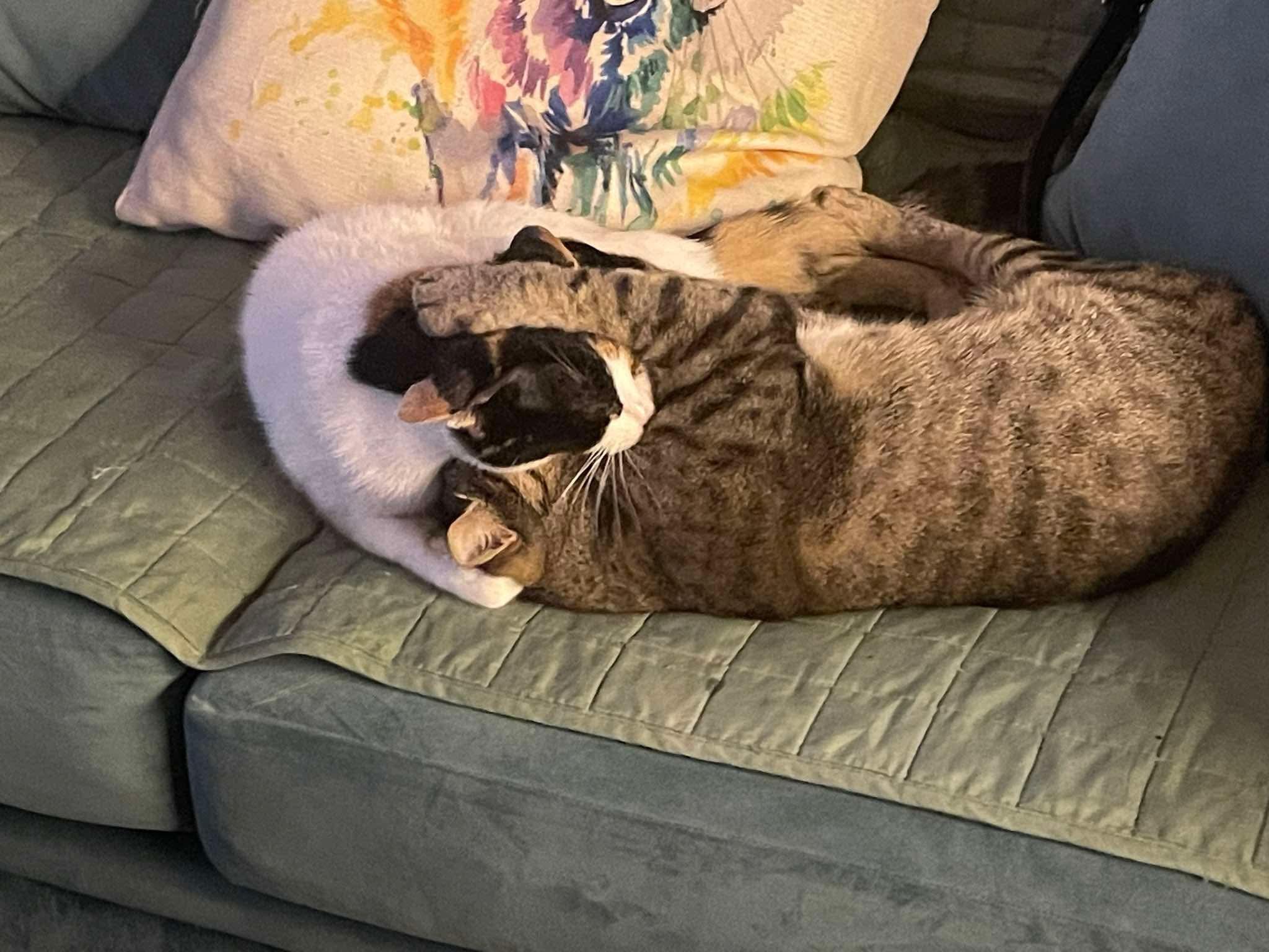 Enlarge Blind kitten and mom Amal's kitties, a Adoptable mixed breed in Brampton, ON image 5/6