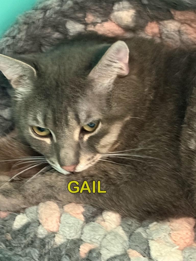 Enlarge Gail, a Adoptable mixed breed in Plattsburgh, NY image 1/1