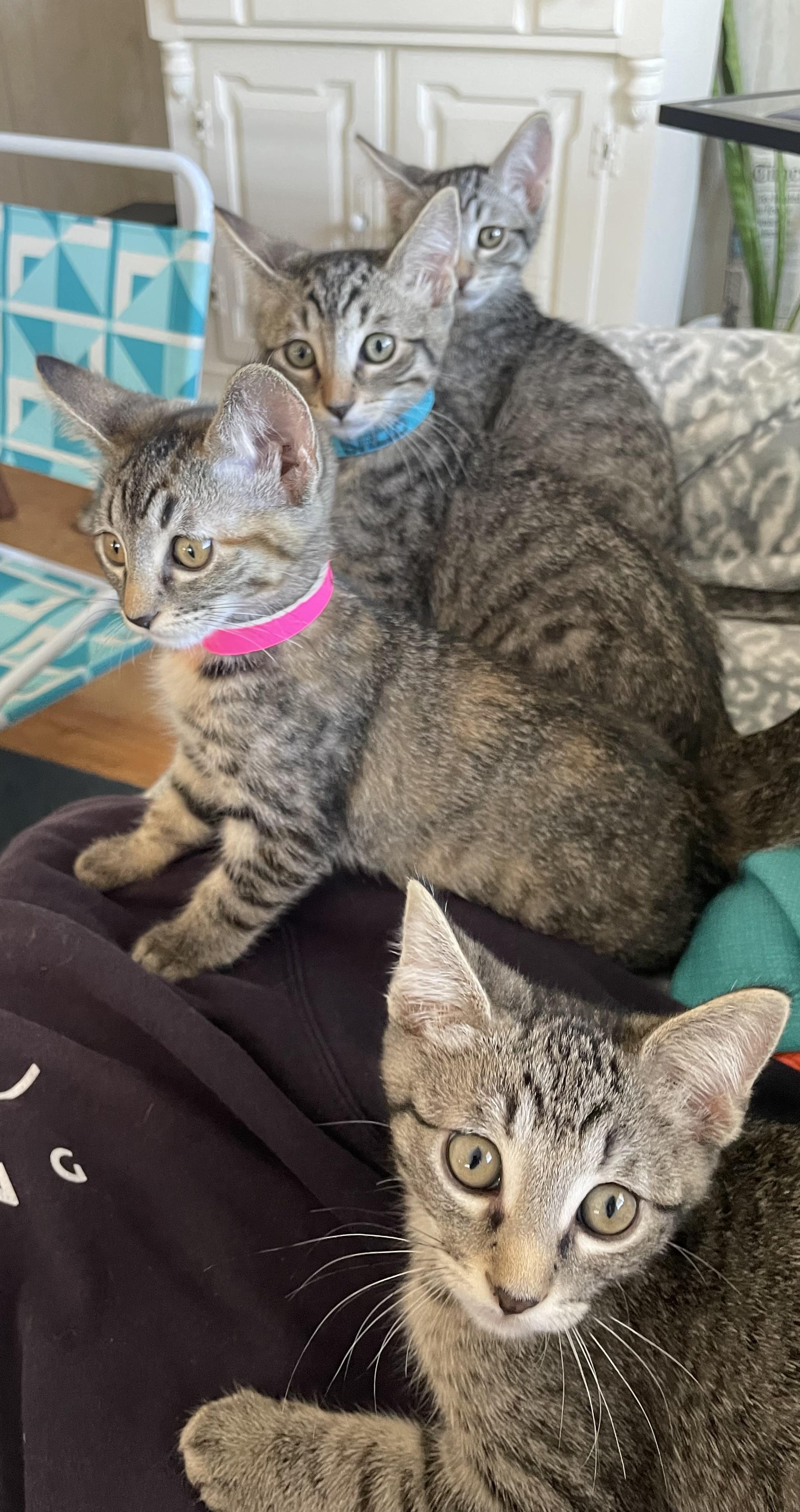 Enlarge Olivia, an adopted Tabby in Costa Mesa, CA image 1/1