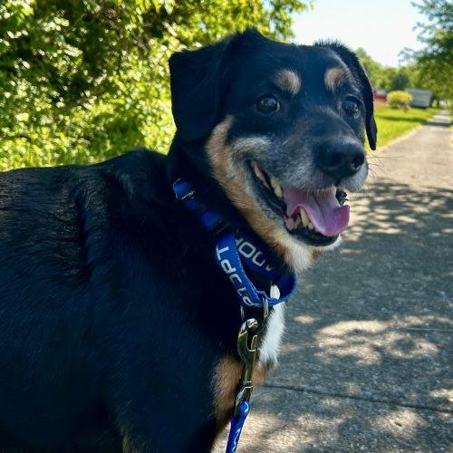 Bradley 5753 D, Adoptable, Senior Male Jack Russell Terrier & Cocker Spaniel.
