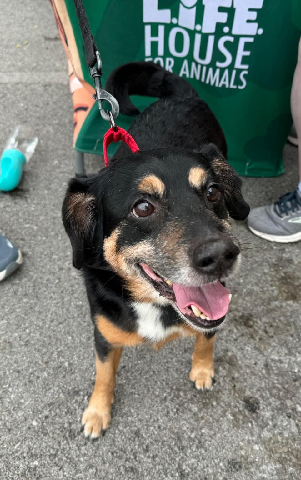 Bradley 5753 D, Adoptable, Senior Male Jack Russell Terrier & Cocker Spaniel.