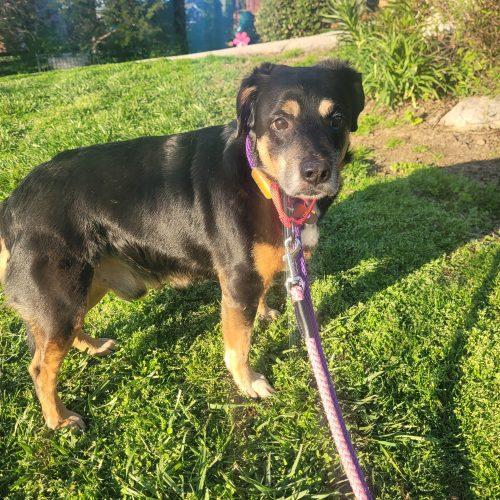 Enlarge Bradley 5753 D, a Adoptable mixed breed in Frankfort, KY image 2/4