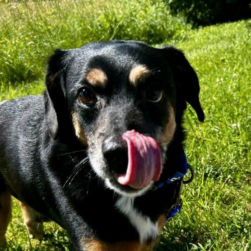 Bradley 5753 D, a Adoptable mixed breed in Frankfort, KY image 3/5