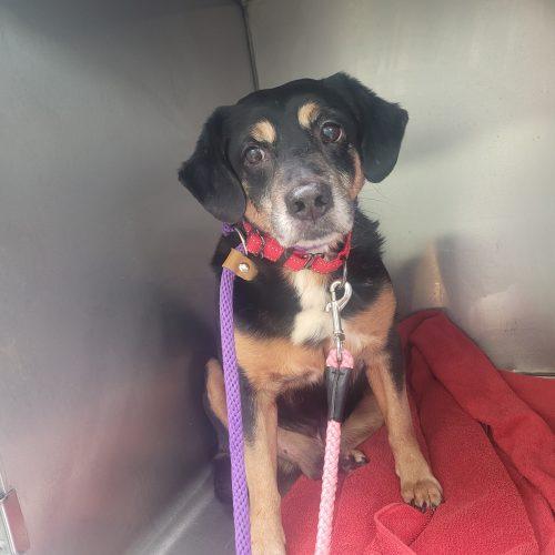Enlarge Bradley 5753 D, a Adoptable mixed breed in Frankfort, KY image 3/4