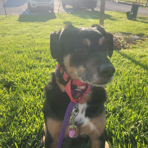 Enlarge Bradley 5753 D, a Adoptable mixed breed in Frankfort, KY image 4/4