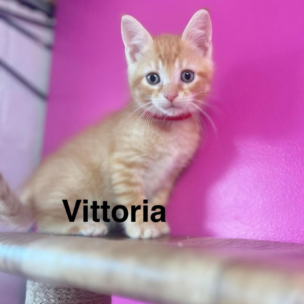 Vittoria photo