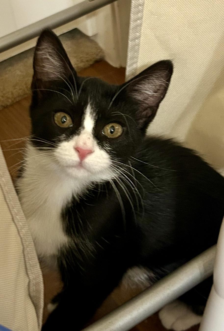 Bootsie MT