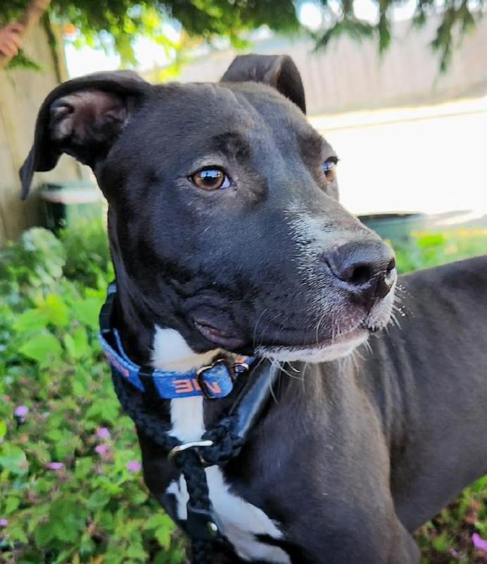 Sarge, Adopted, Puppy Male American Staffordshire Terrier.