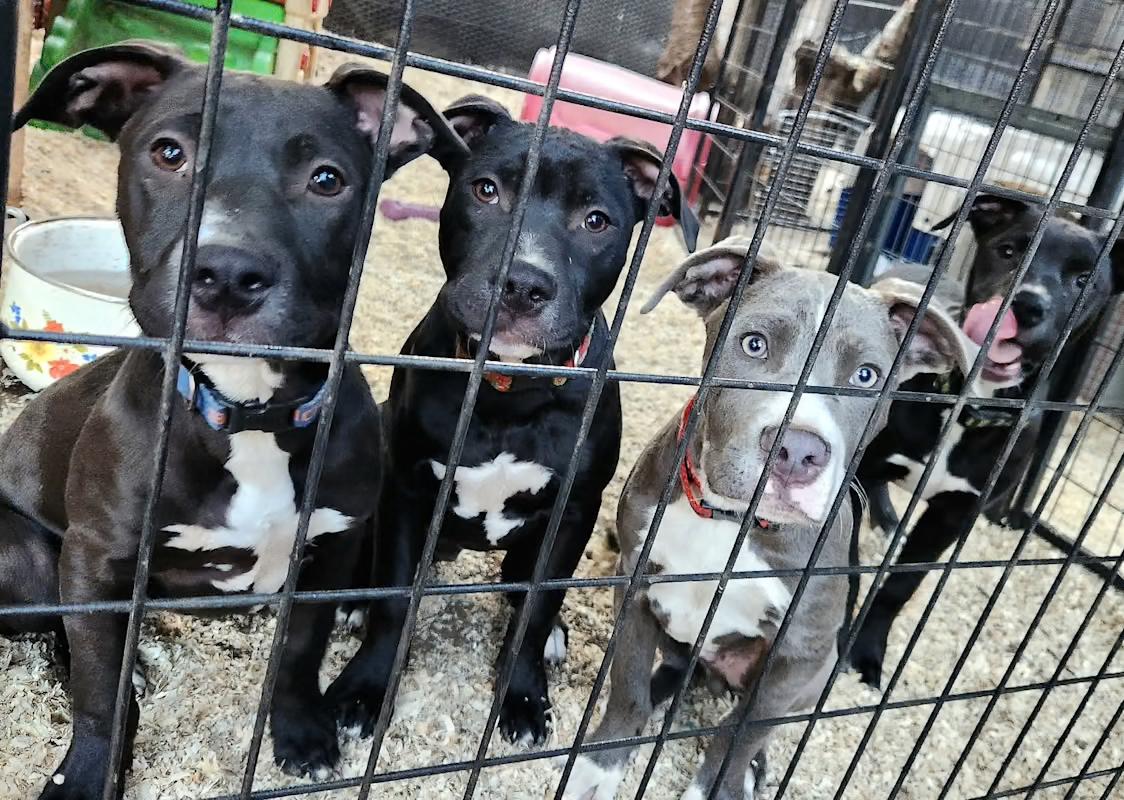 Sarge, a Adopted mixed breed in Mckinleyville, CA image 2/2