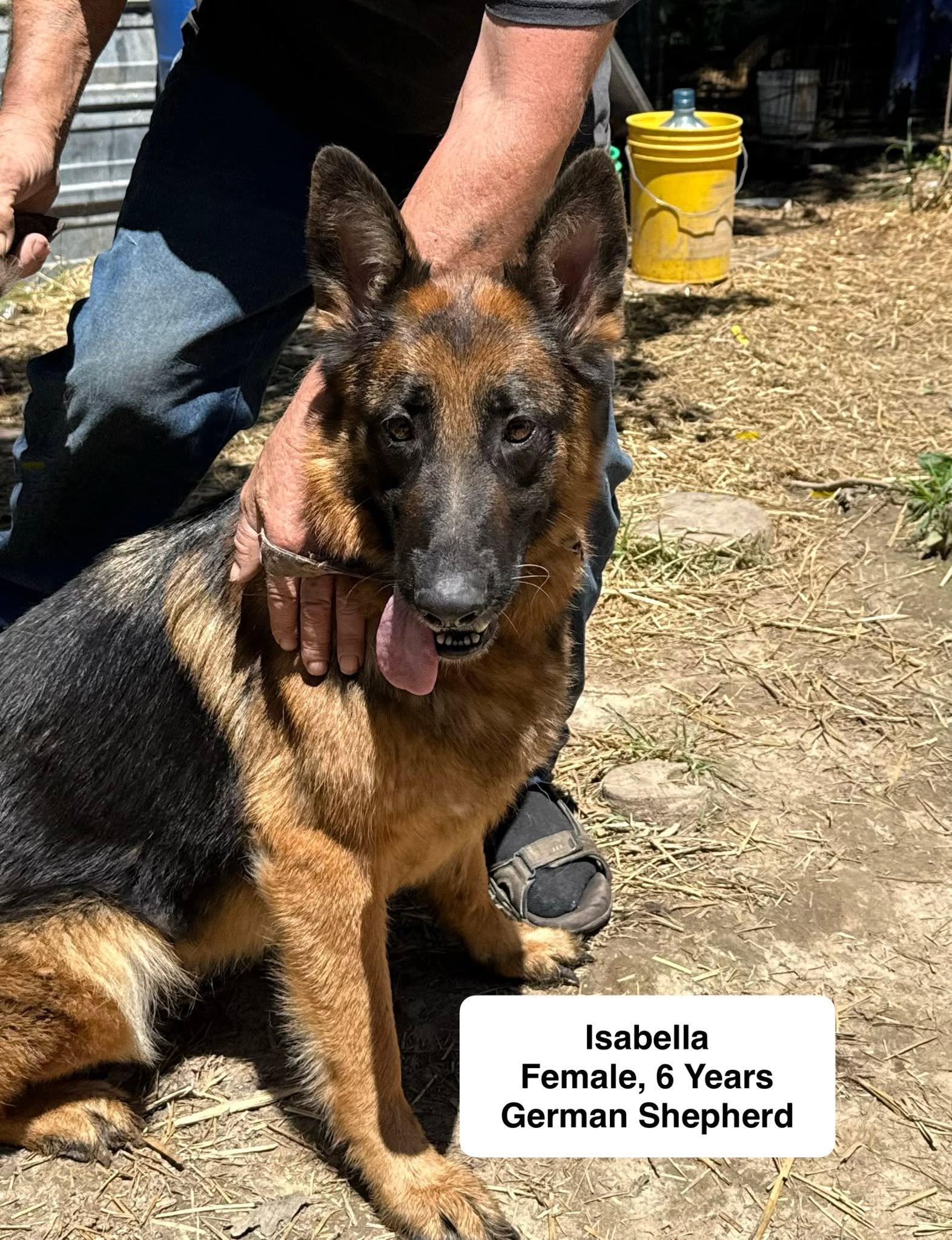 Isabella, ADOPTABLE, Adult Female German Shepherd Dog.